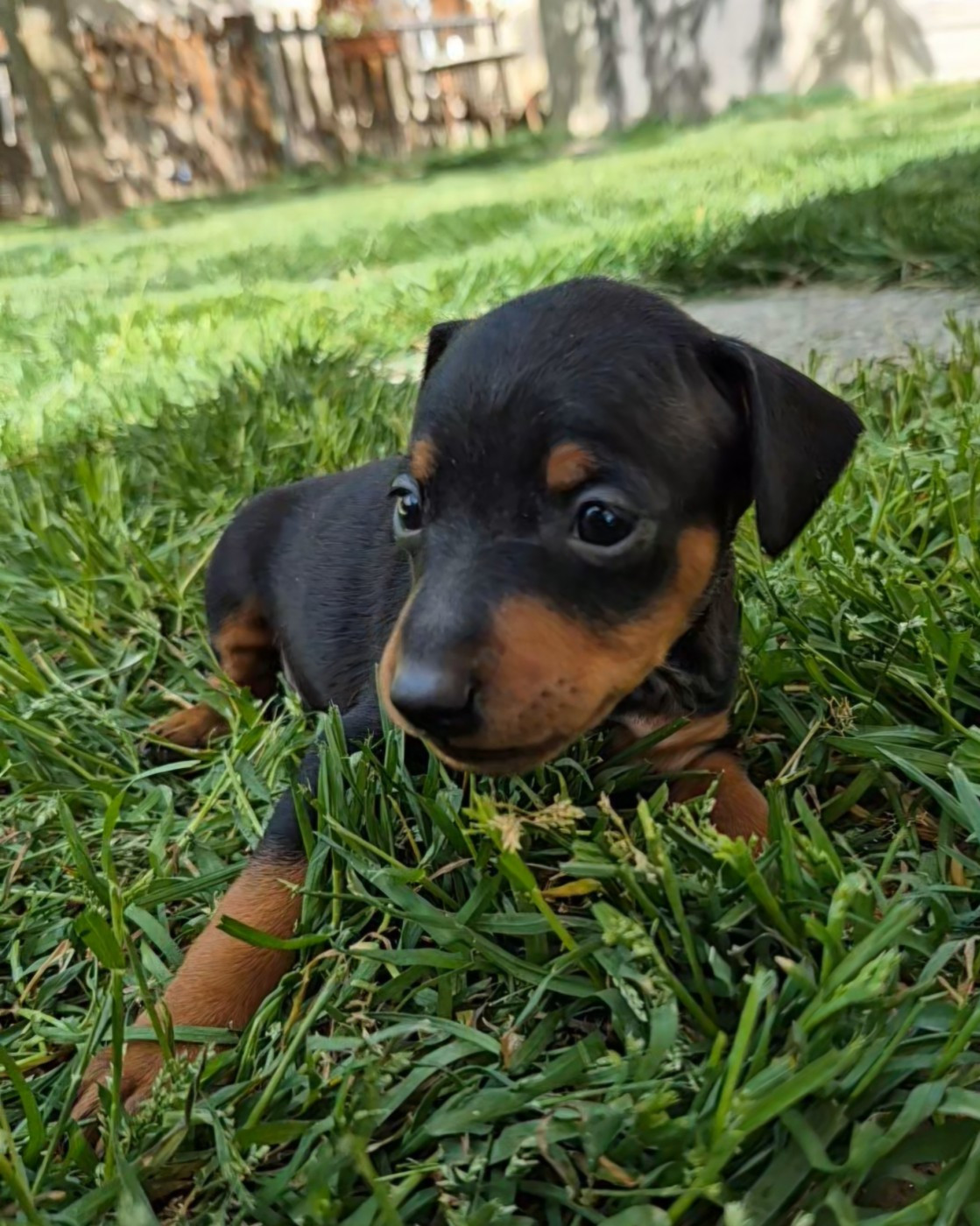D'Obreika - Chiots disponibles - Pinscher nain