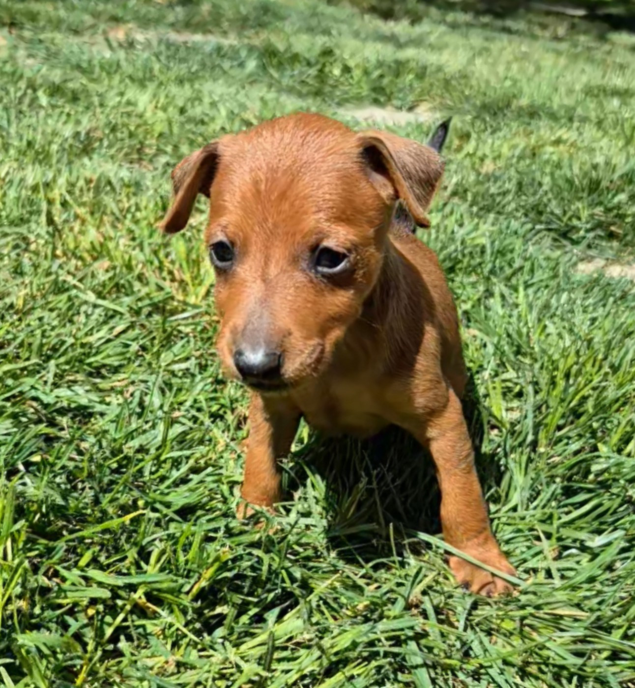 D'Obreika - Chiots disponibles - Pinscher nain