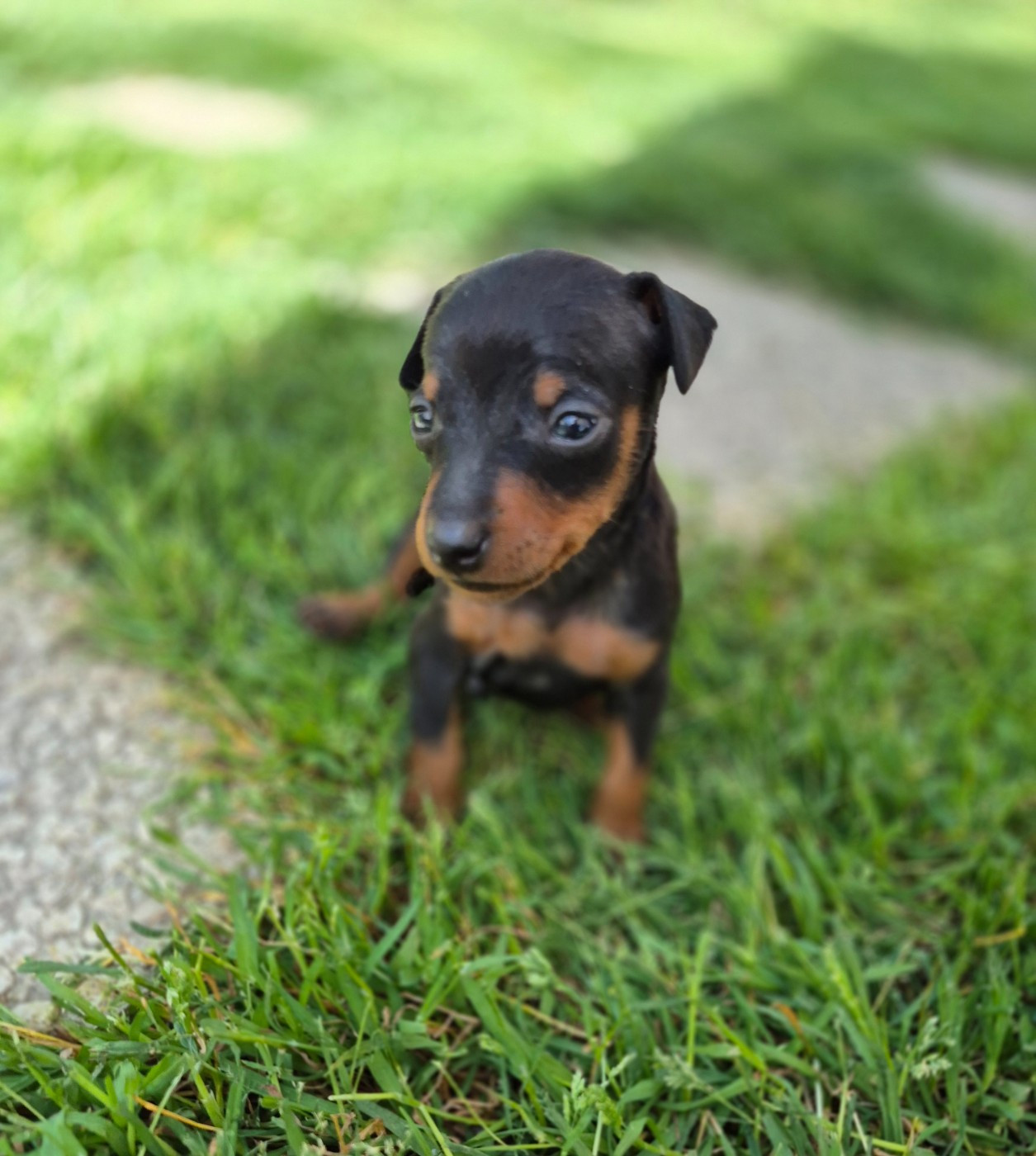 D'Obreika - Chiots disponibles - Pinscher nain