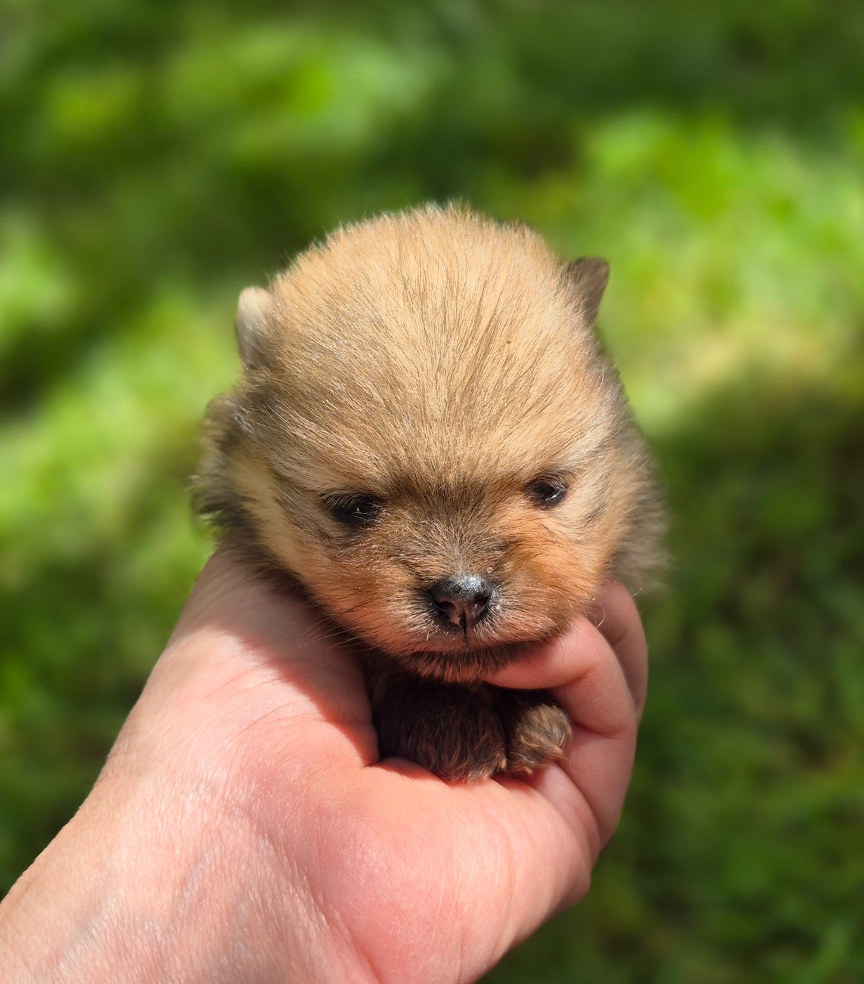 D'Obreika - Chiots disponibles - Spitz allemand