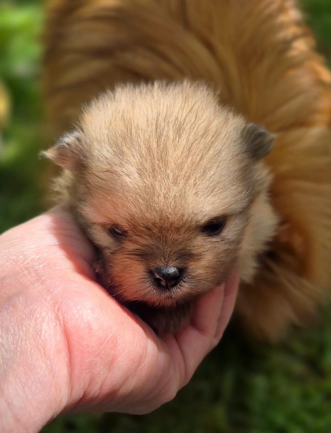 D'Obreika - Chiots disponibles - Spitz allemand