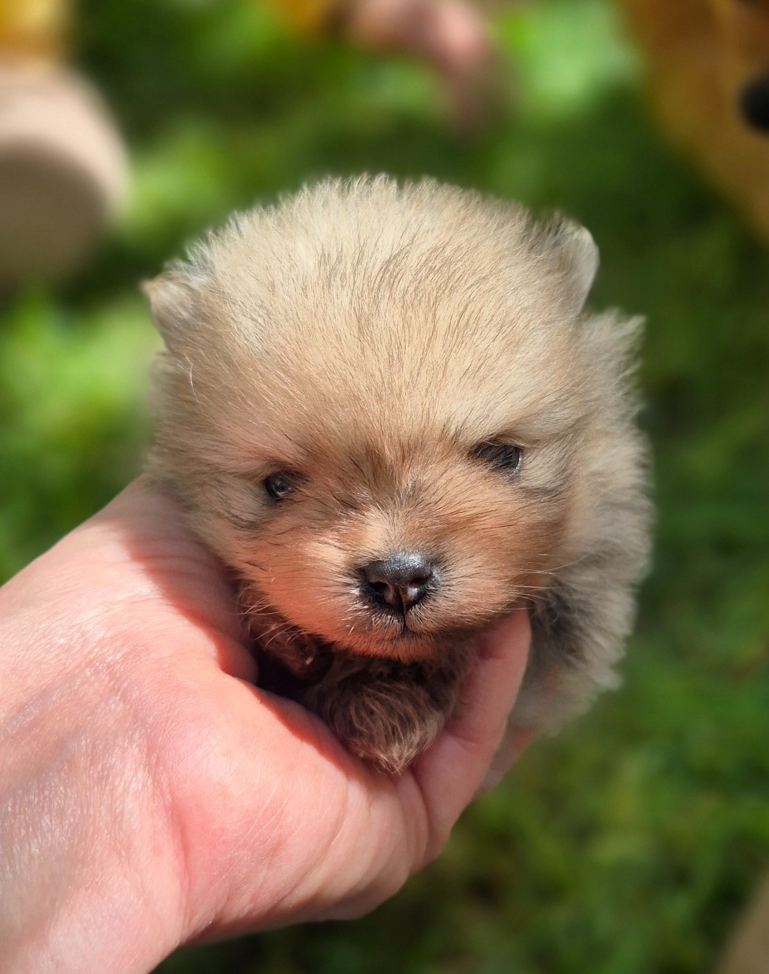 D'Obreika - Chiots disponibles - Spitz allemand