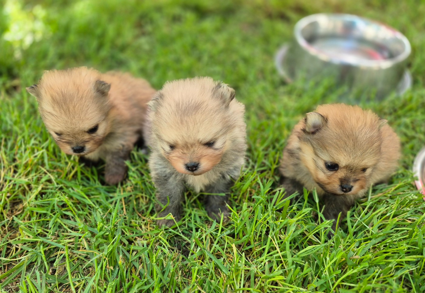 Chiot Spitz allemand D'Obreika