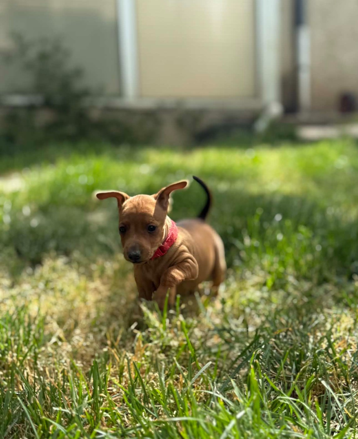 D'Obreika - Chiots disponibles - Pinscher nain