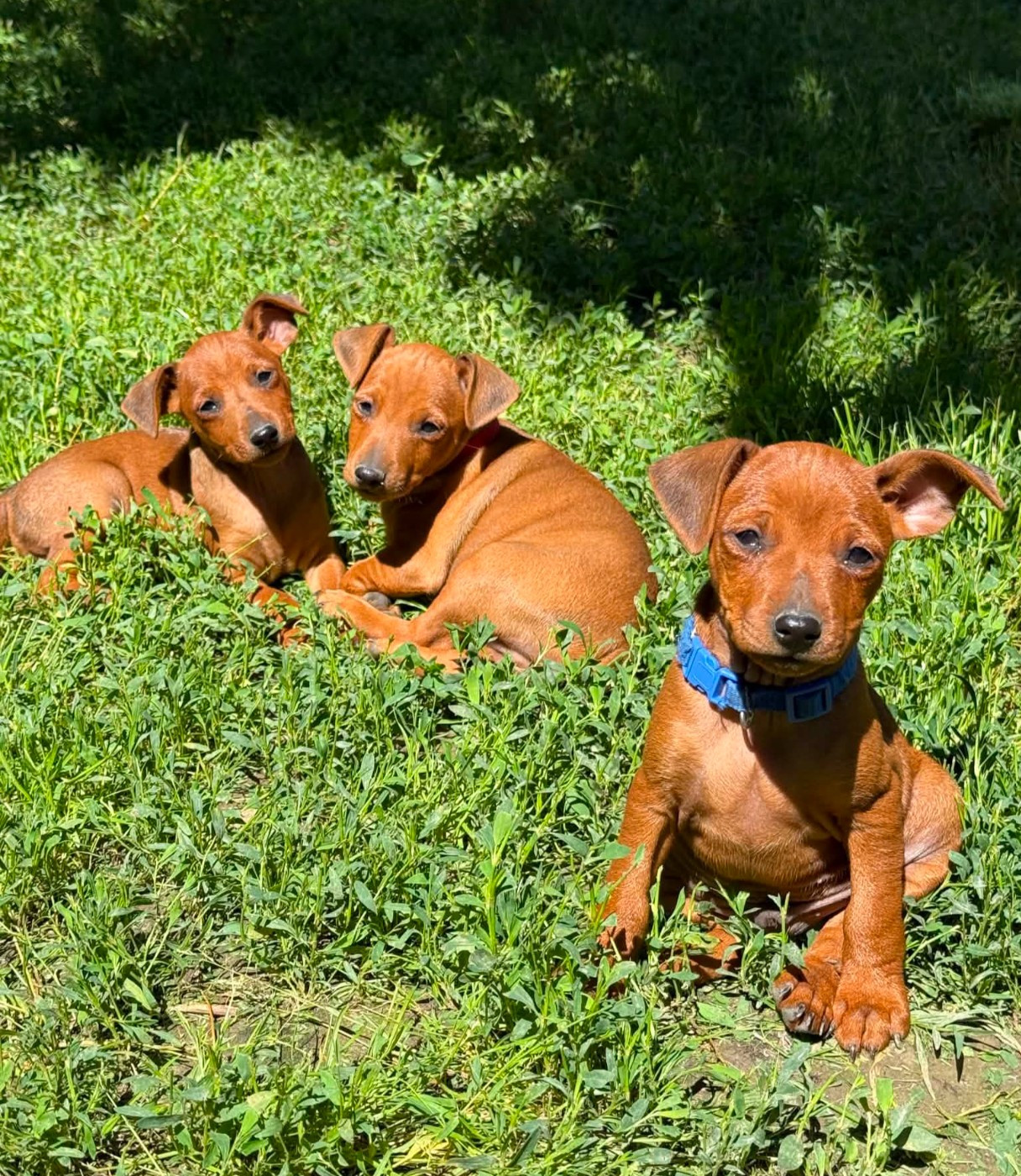 D'Obreika - Chiots disponibles - Pinscher nain