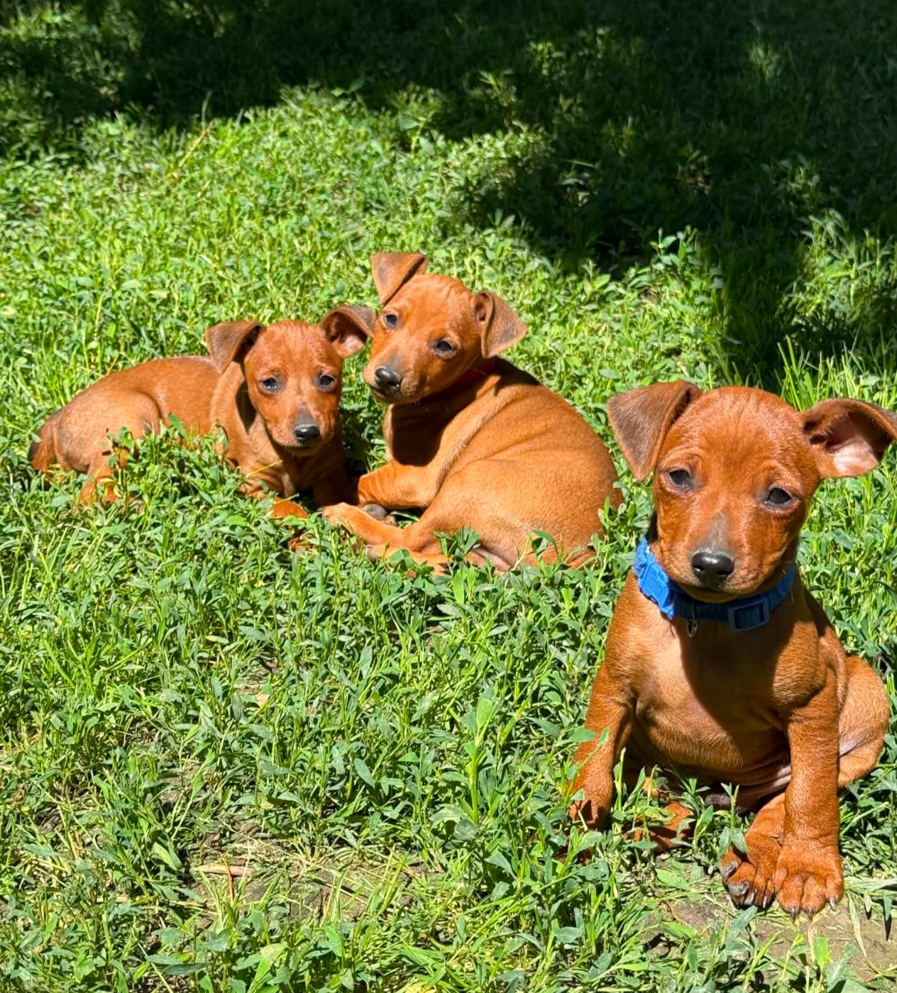 D'Obreika - Chiots disponibles - Pinscher nain