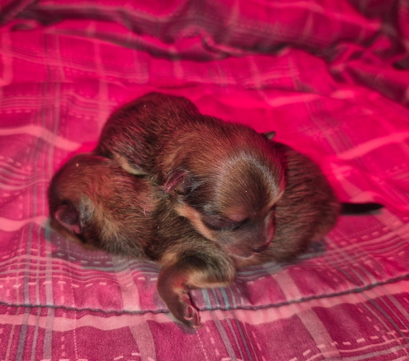 D'Obreika - Chiots disponibles - Spitz allemand