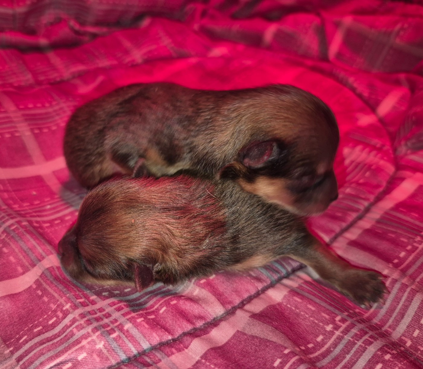 D'Obreika - Chiots disponibles - Spitz allemand