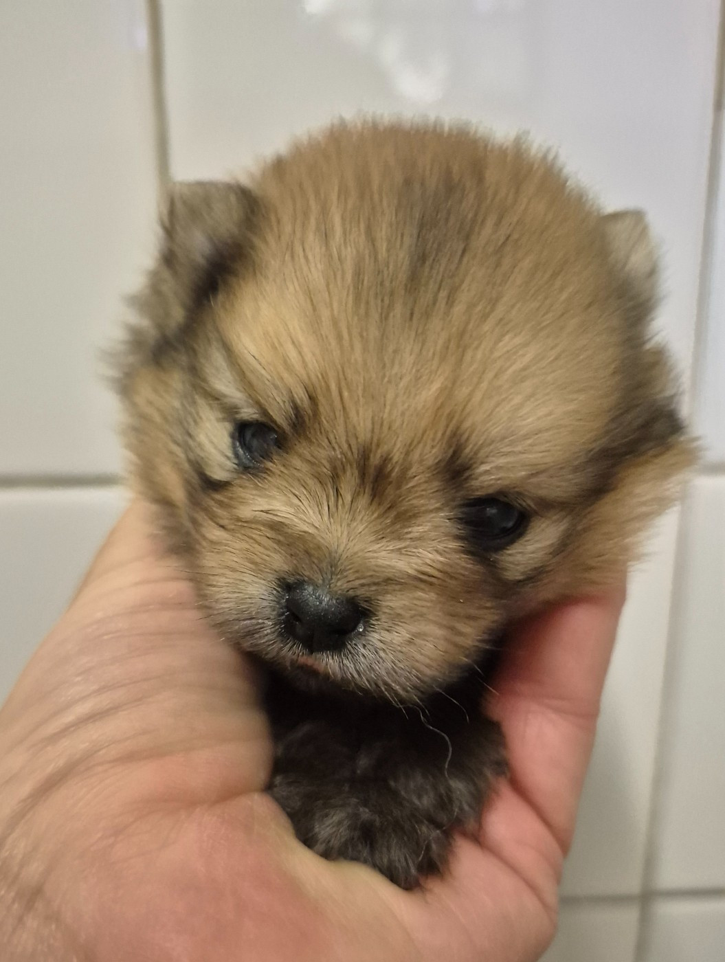 D'Obreika - Chiots disponibles - Spitz allemand