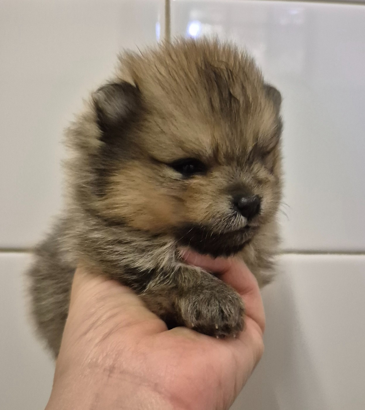 D'Obreika - Chiots disponibles - Spitz allemand