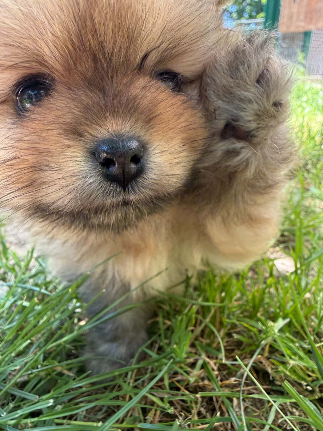 Chiot Spitz allemand D'Obreika