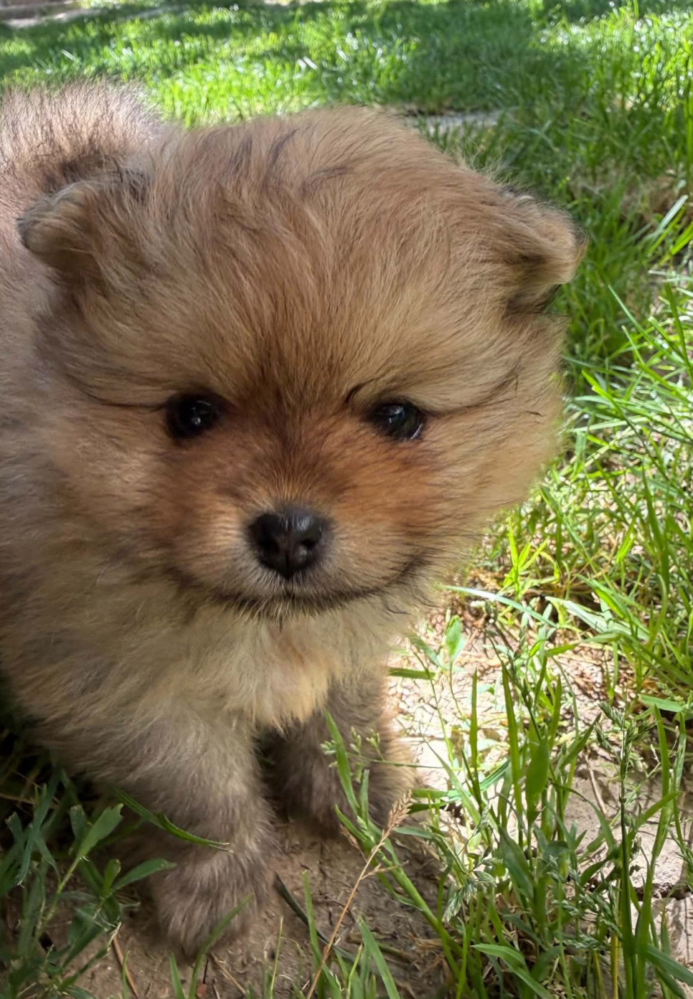 D'Obreika - Chiots disponibles - Spitz allemand