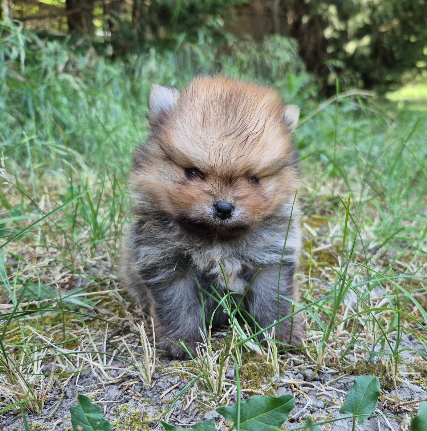 D'Obreika - Chiots disponibles - Spitz allemand