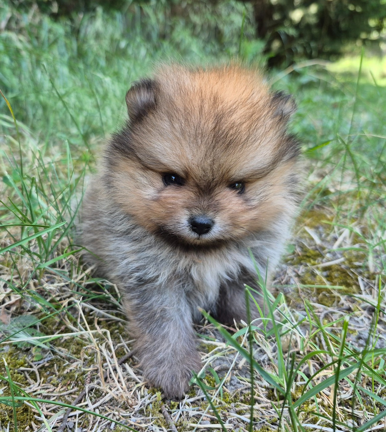 D'Obreika - Chiots disponibles - Spitz allemand