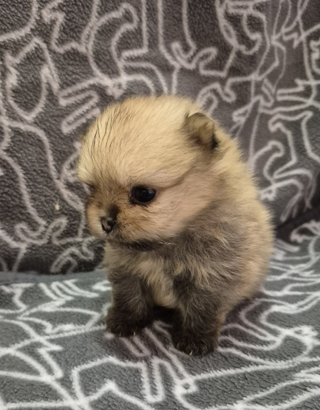 D'Obreika - Chiots disponibles - Spitz allemand