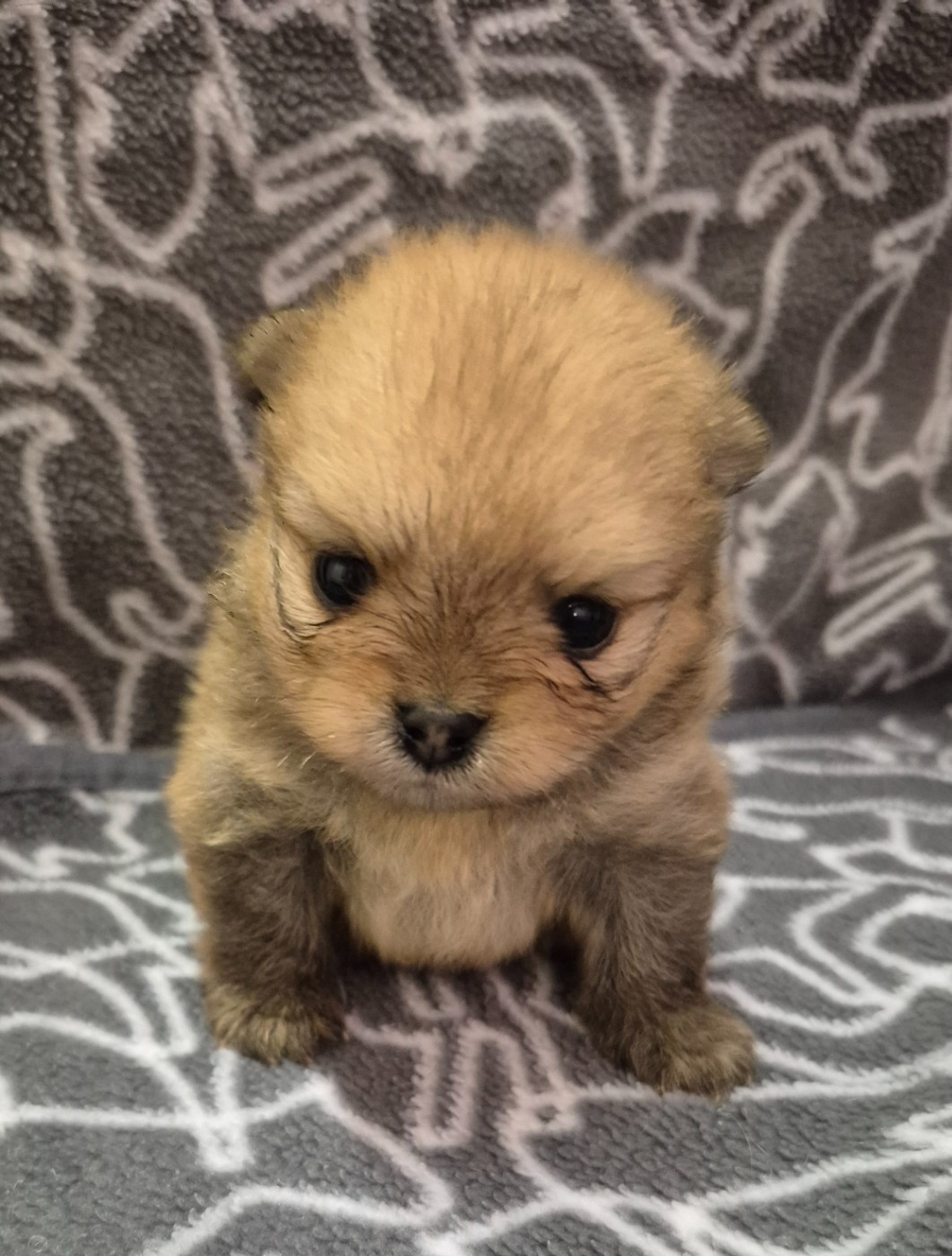 D'Obreika - Chiots disponibles - Spitz allemand