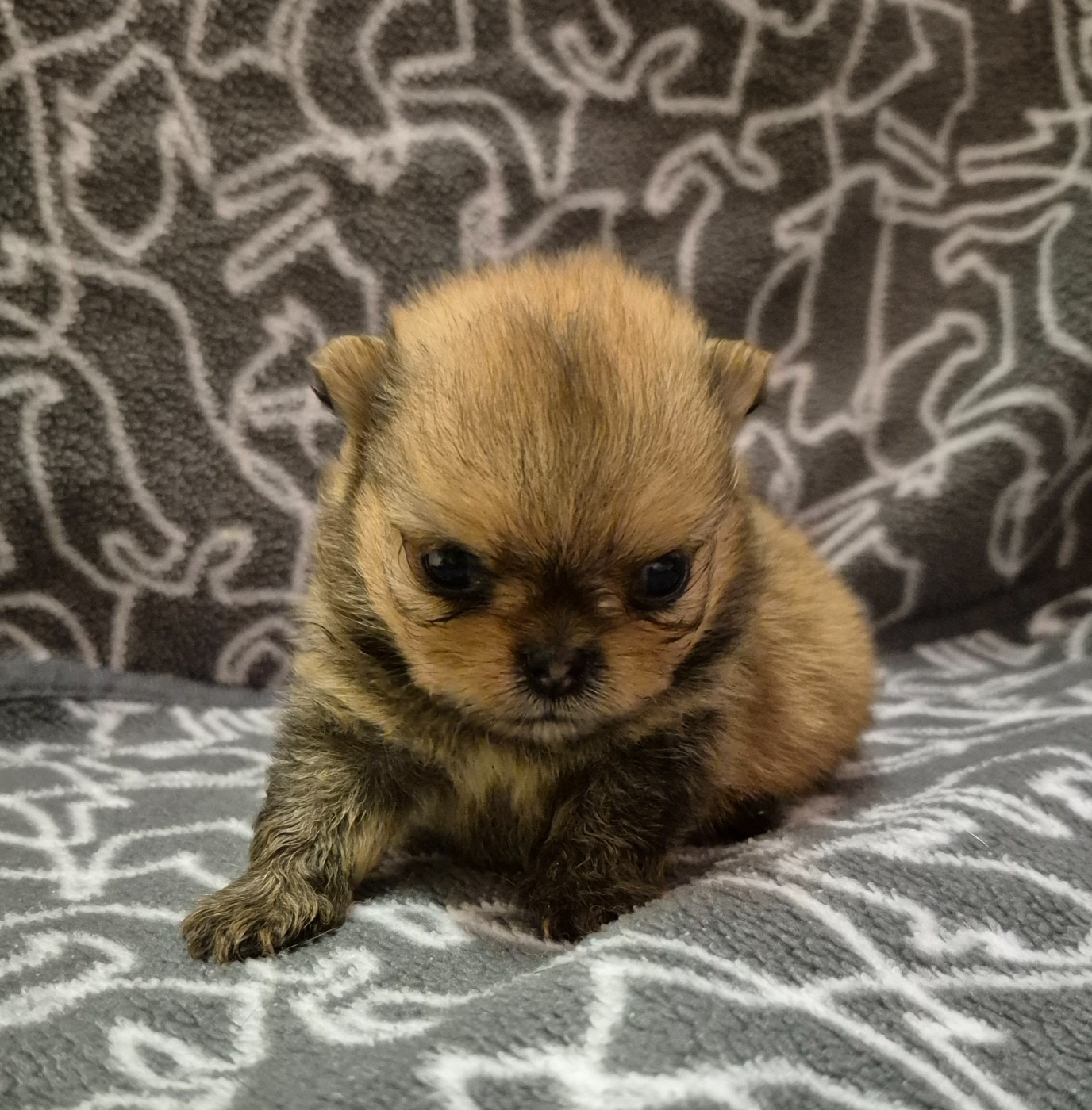 D'Obreika - Chiots disponibles - Spitz allemand
