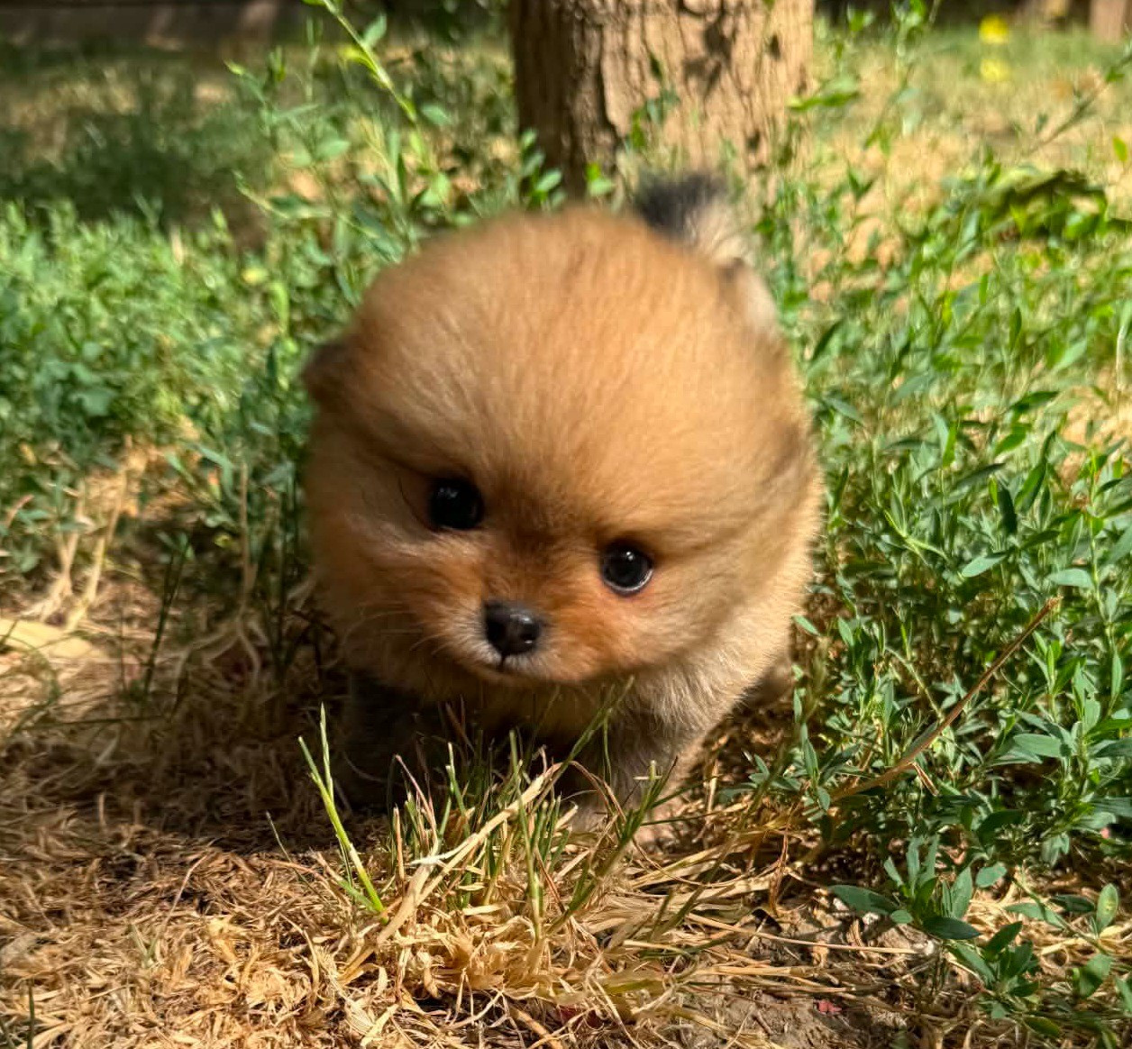 D'Obreika - Chiots disponibles - Spitz allemand
