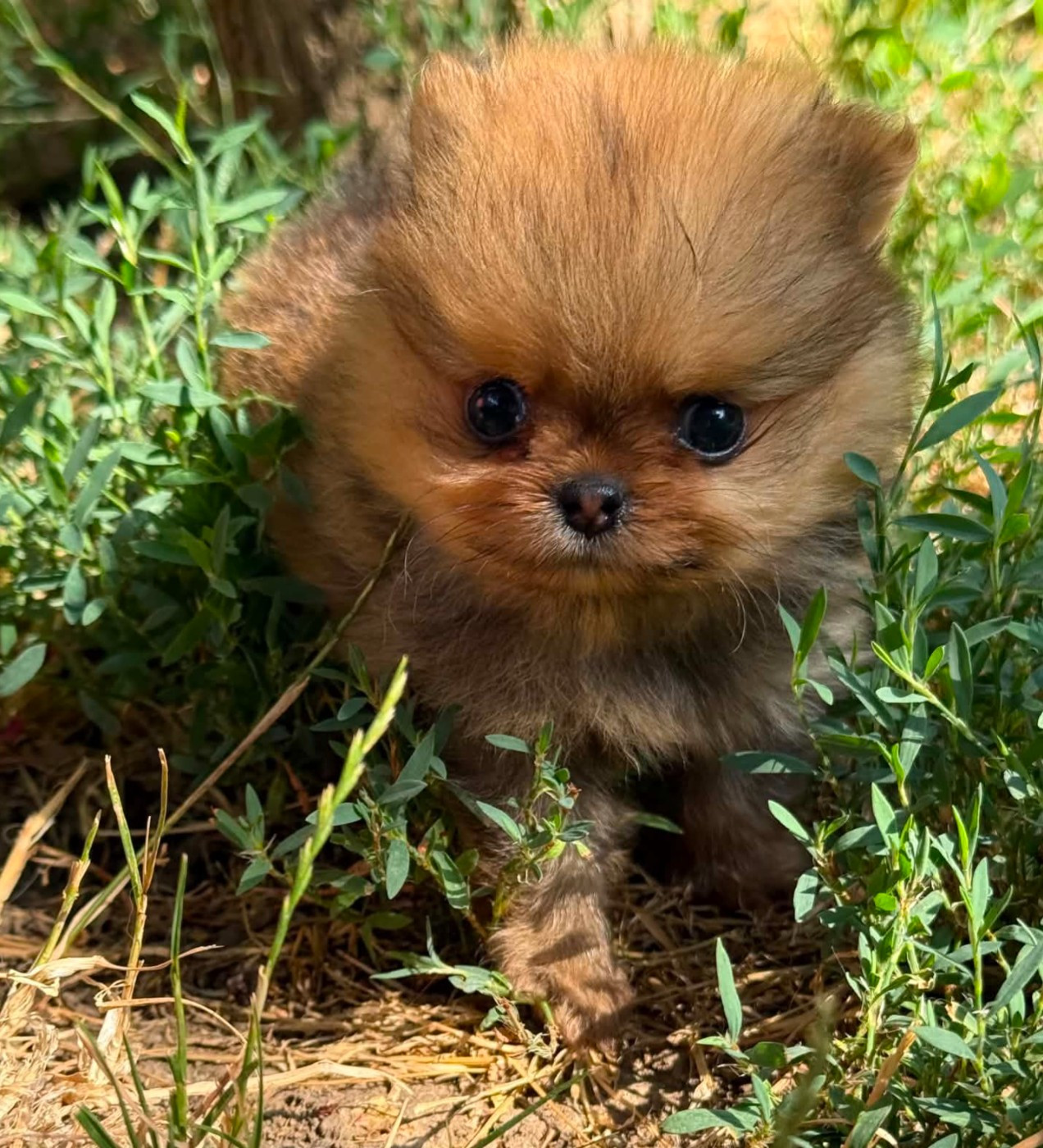 D'Obreika - Chiots disponibles - Spitz allemand