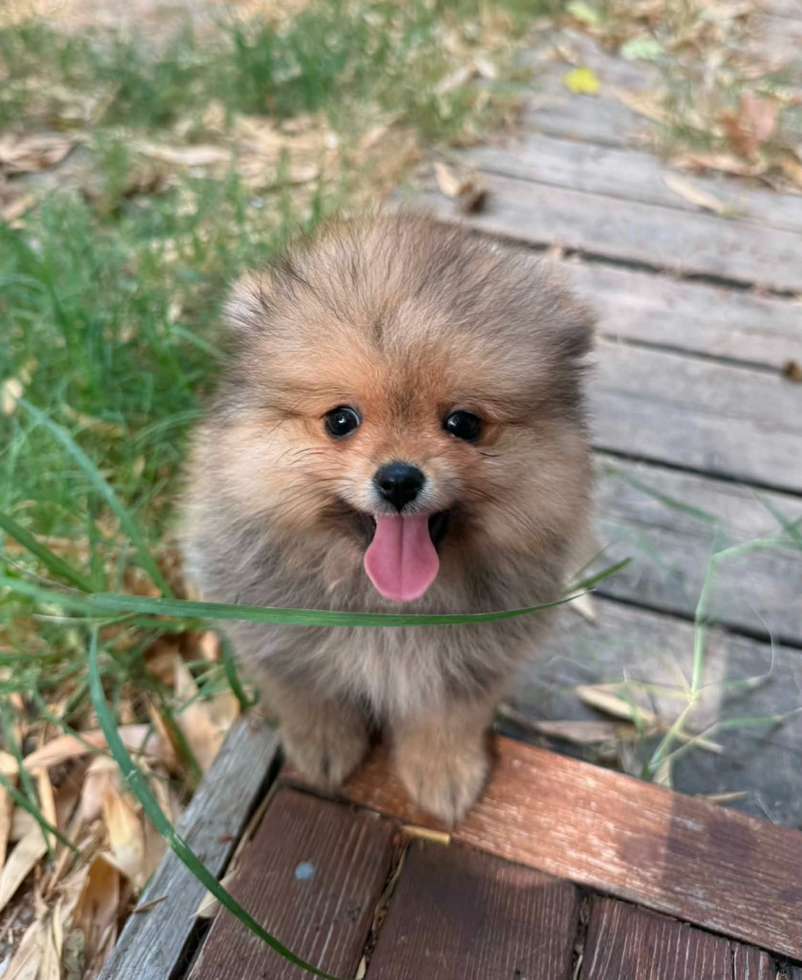 D'Obreika - Chiots disponibles - Spitz allemand