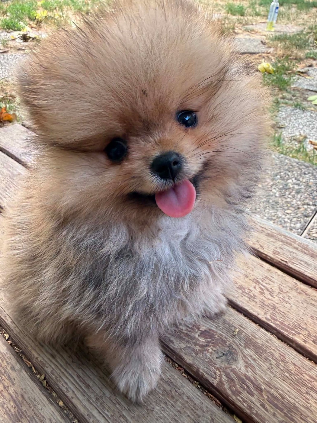 D'Obreika - Chiots disponibles - Spitz allemand
