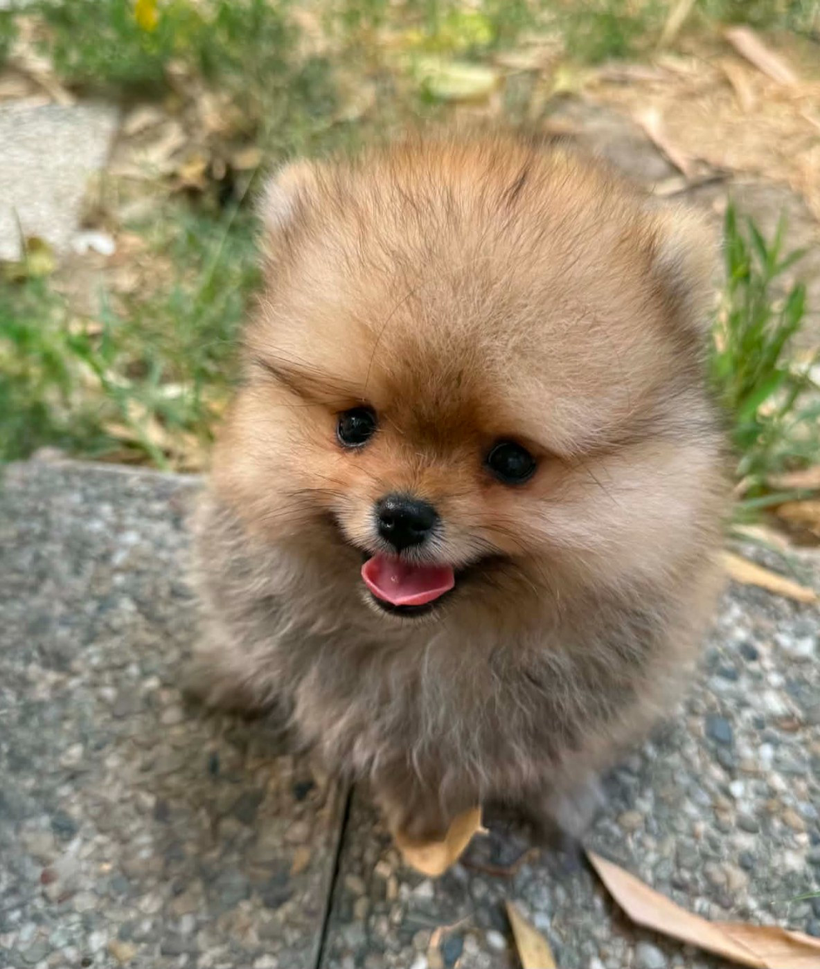 Chiot Spitz allemand D'Obreika
