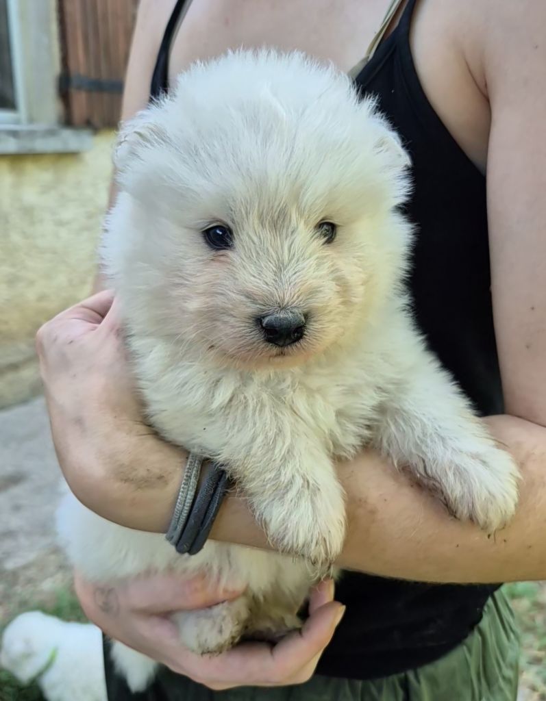 D'Obreika - Chiots disponibles - Samoyède