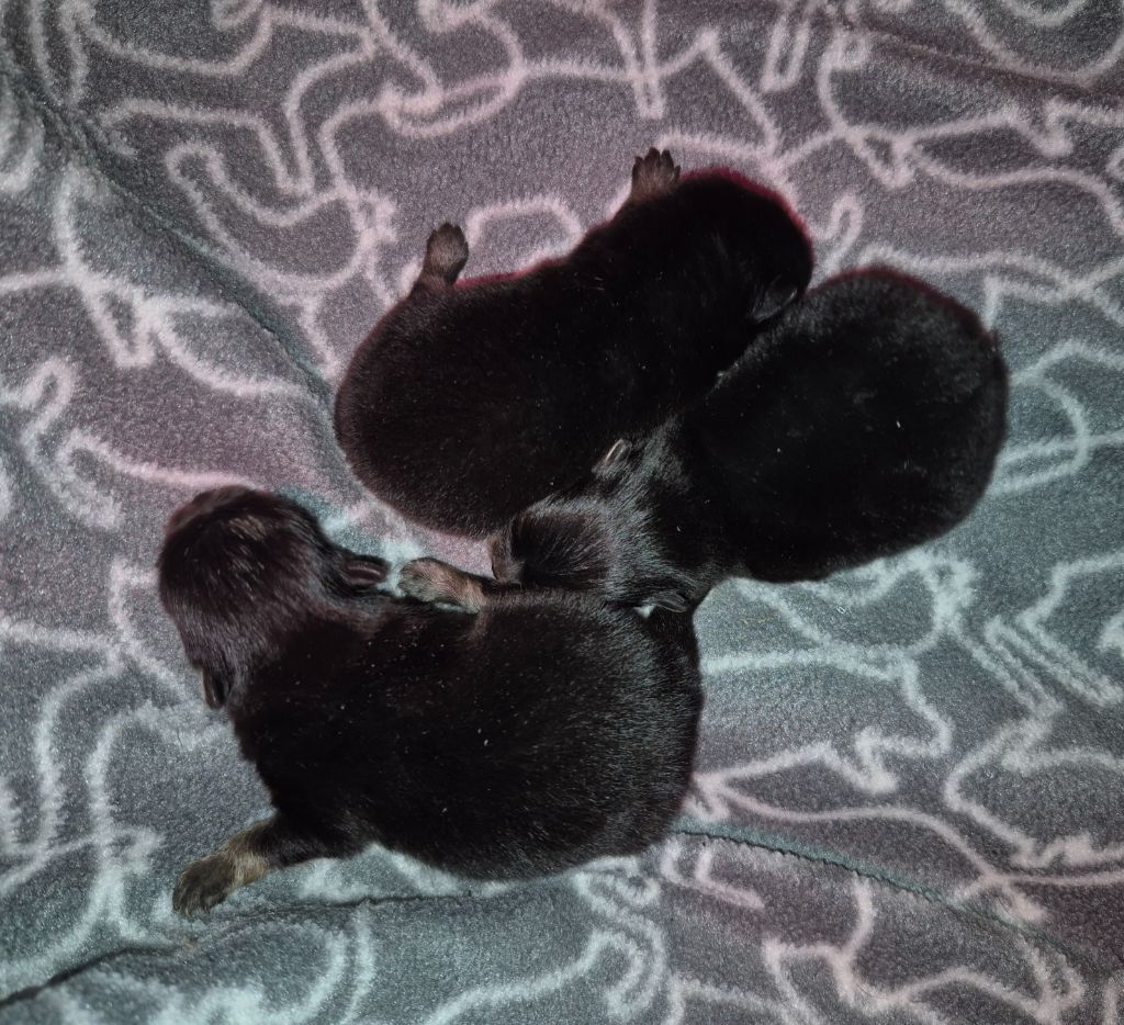 D'Obreika - Chiots disponibles - Spitz allemand