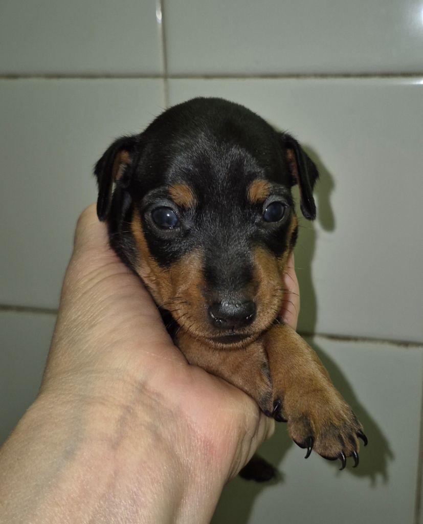 D'Obreika - Chiots disponibles - Pinscher nain
