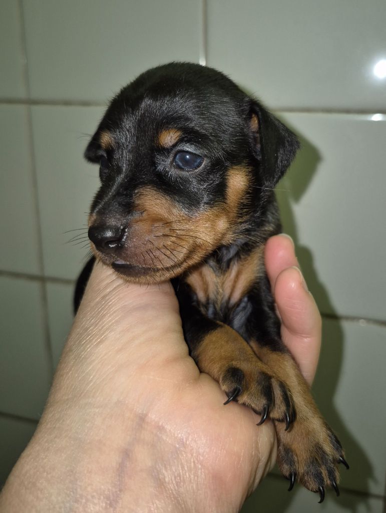 D'Obreika - Chiots disponibles - Pinscher nain