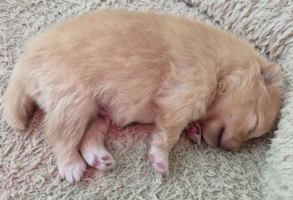 D'Obreika - Chiots disponibles - Spitz allemand