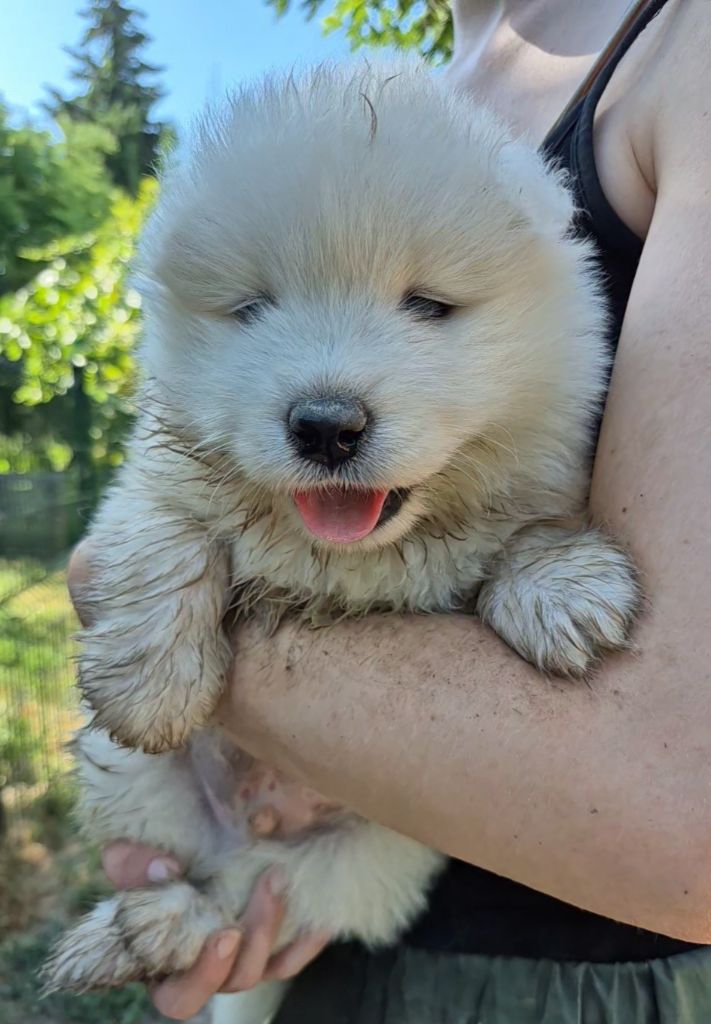 D'Obreika - Chiots disponibles - Samoyède