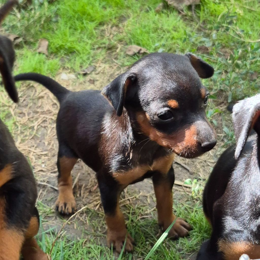 D'Obreika - Chiots disponibles - Pinscher nain