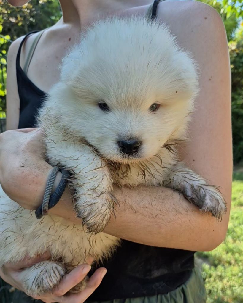 D'Obreika - Chiots disponibles - Samoyède