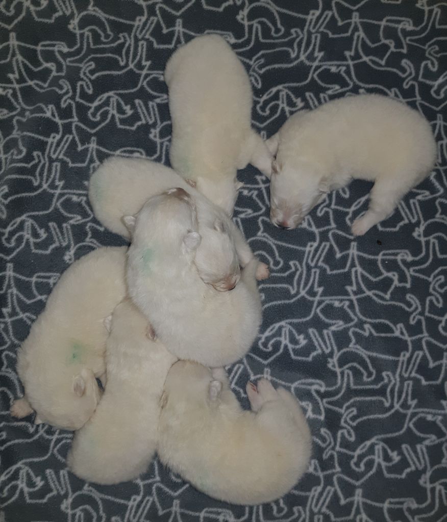 D'Obreika - Chiots disponibles - Samoyède