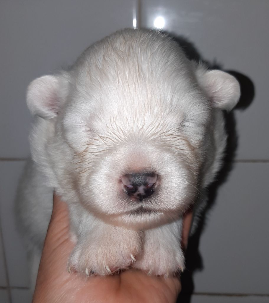 D'Obreika - Chiots disponibles - Samoyède