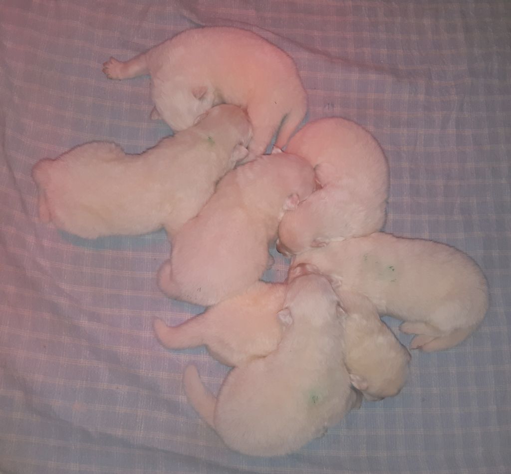 D'Obreika - Chiots disponibles - Samoyède