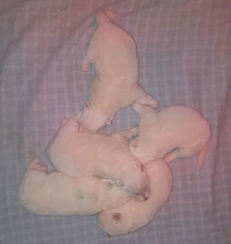 D'Obreika - Chiots disponibles - Samoyède