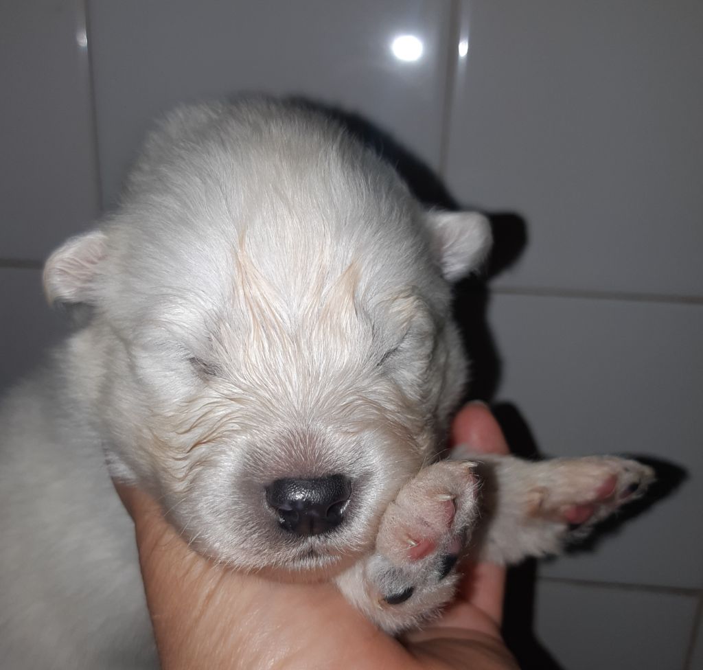D'Obreika - Chiots disponibles - Samoyède