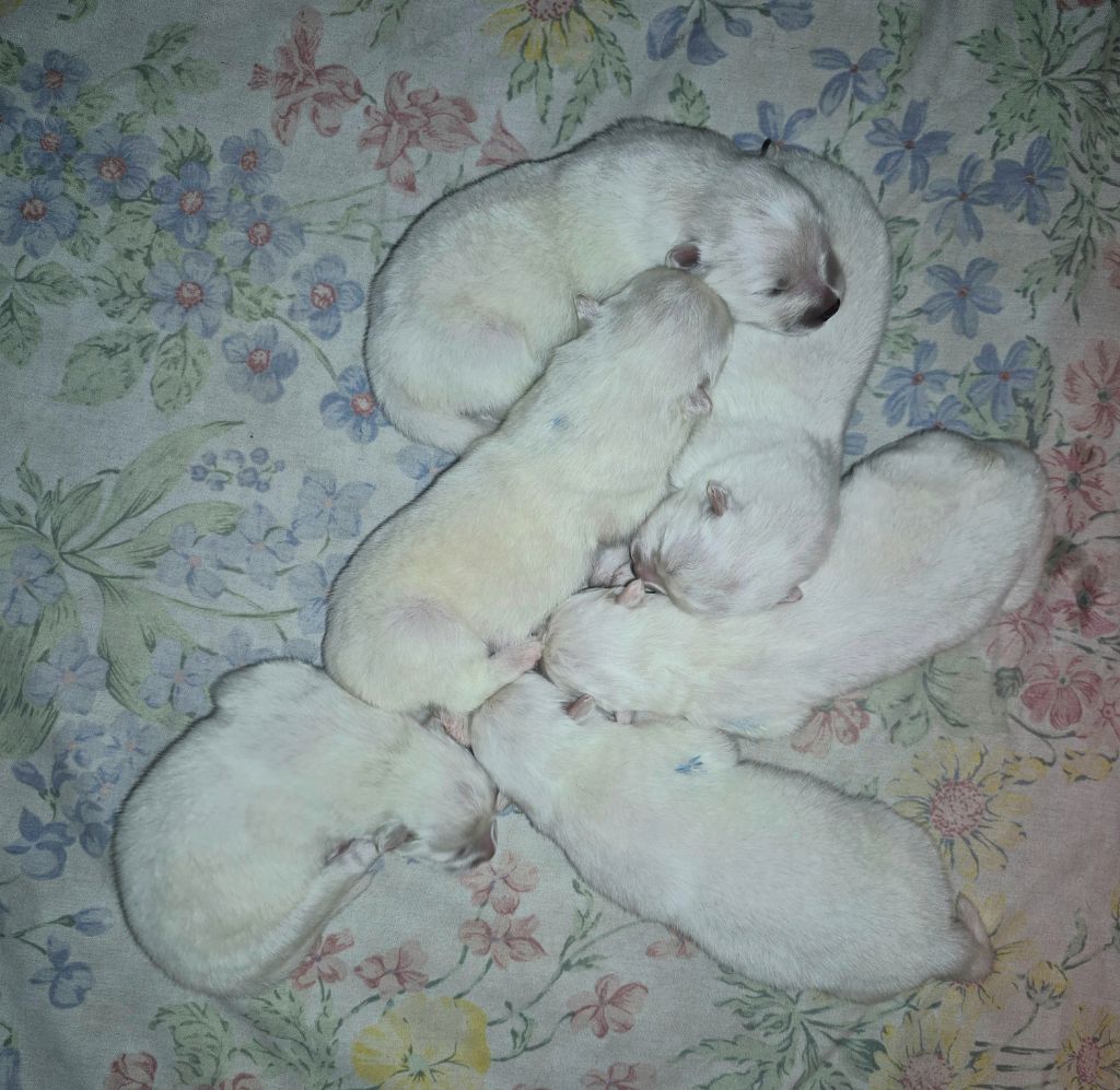 D'Obreika - Chiots disponibles - Samoyède