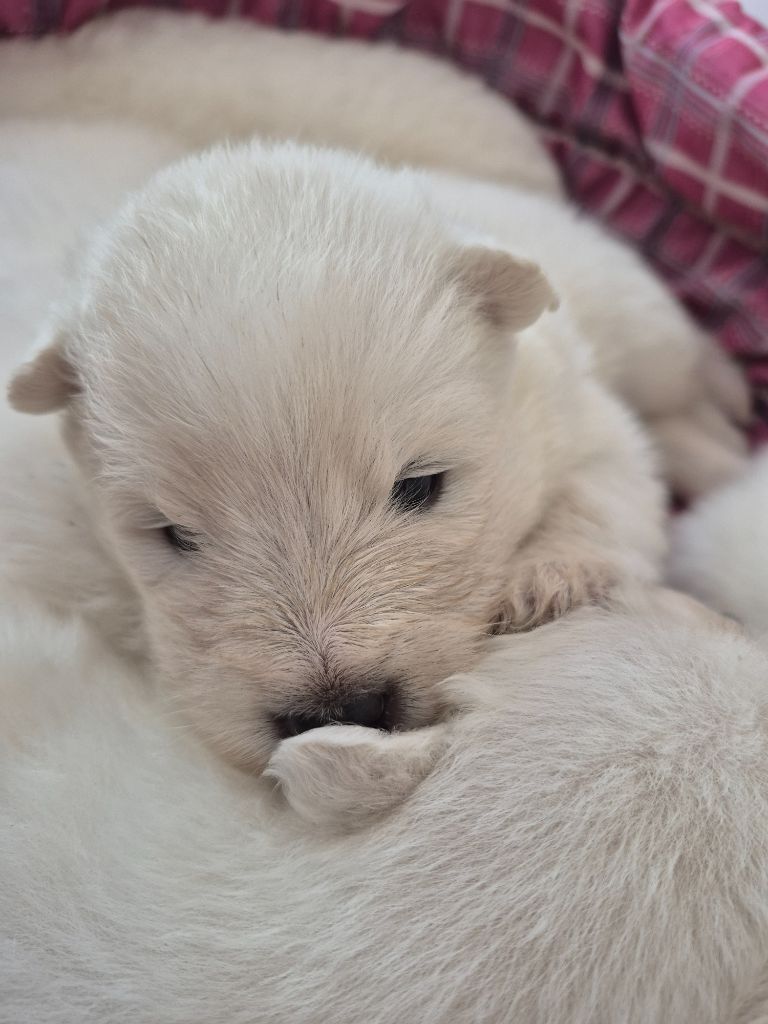 D'Obreika - Chiots disponibles - Samoyède