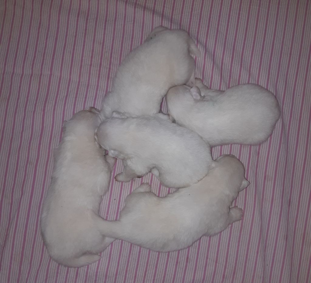 D'Obreika - Chiots disponibles - Samoyède