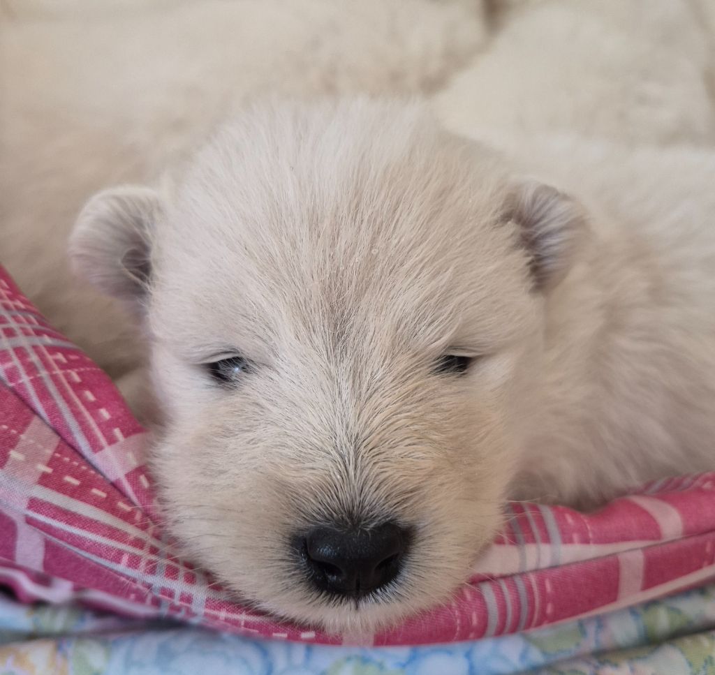 D'Obreika - Chiots disponibles - Samoyède