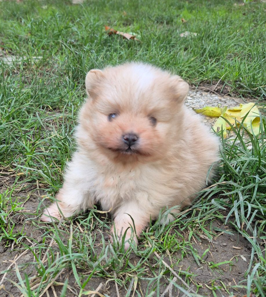 D'Obreika - Chiots disponibles - Spitz allemand