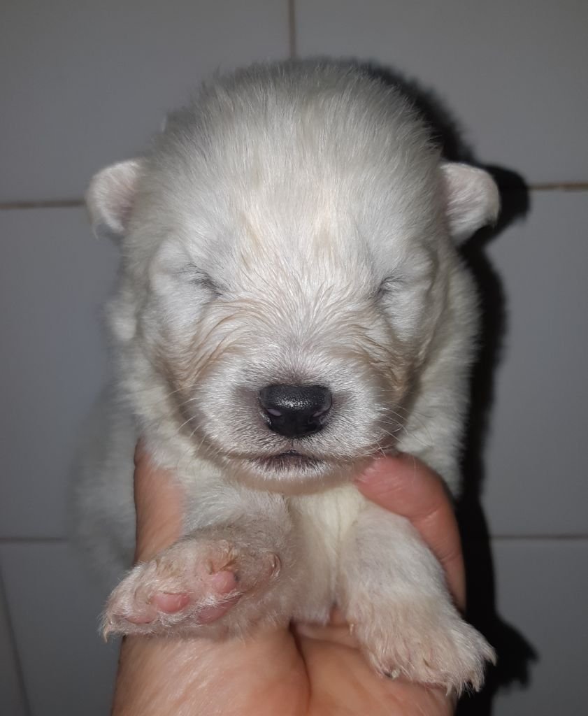 D'Obreika - Chiots disponibles - Samoyède