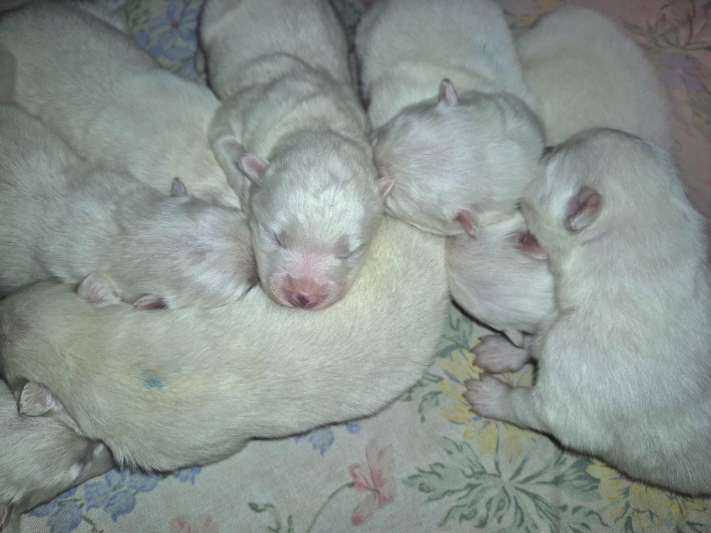 D'Obreika - Chiots disponibles - Samoyède