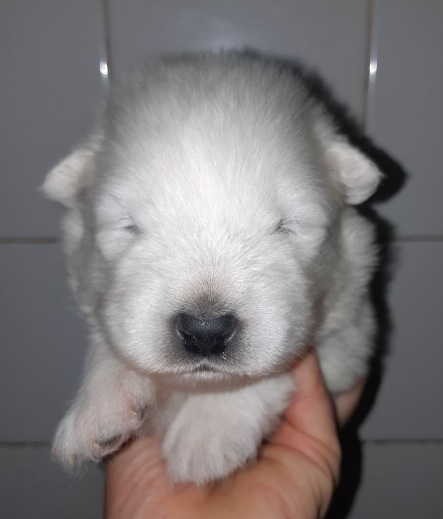 D'Obreika - Chiots disponibles - Samoyède