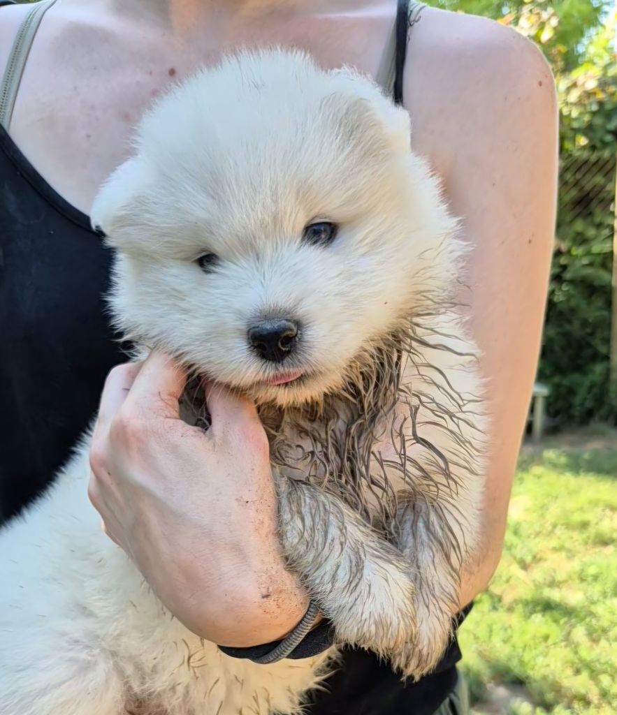 D'Obreika - Chiots disponibles - Samoyède