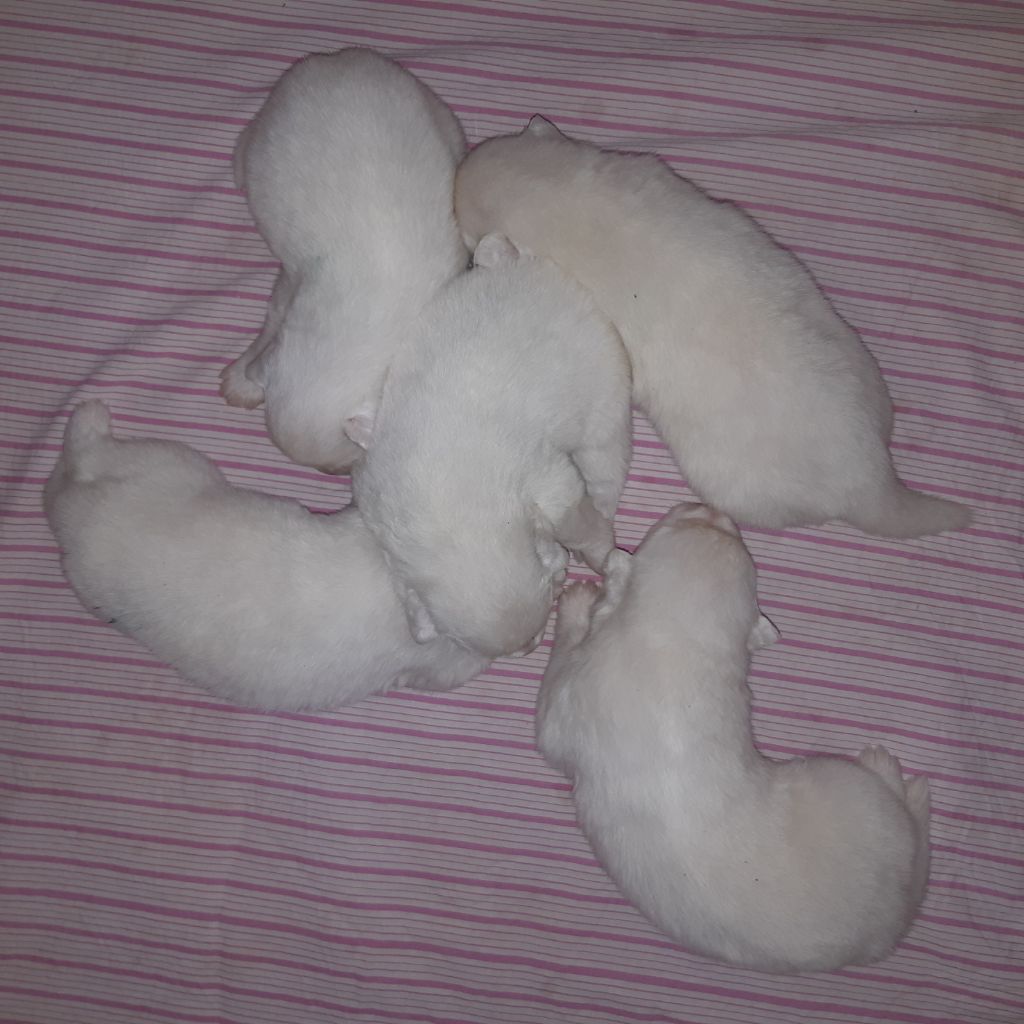 D'Obreika - Chiots disponibles - Samoyède