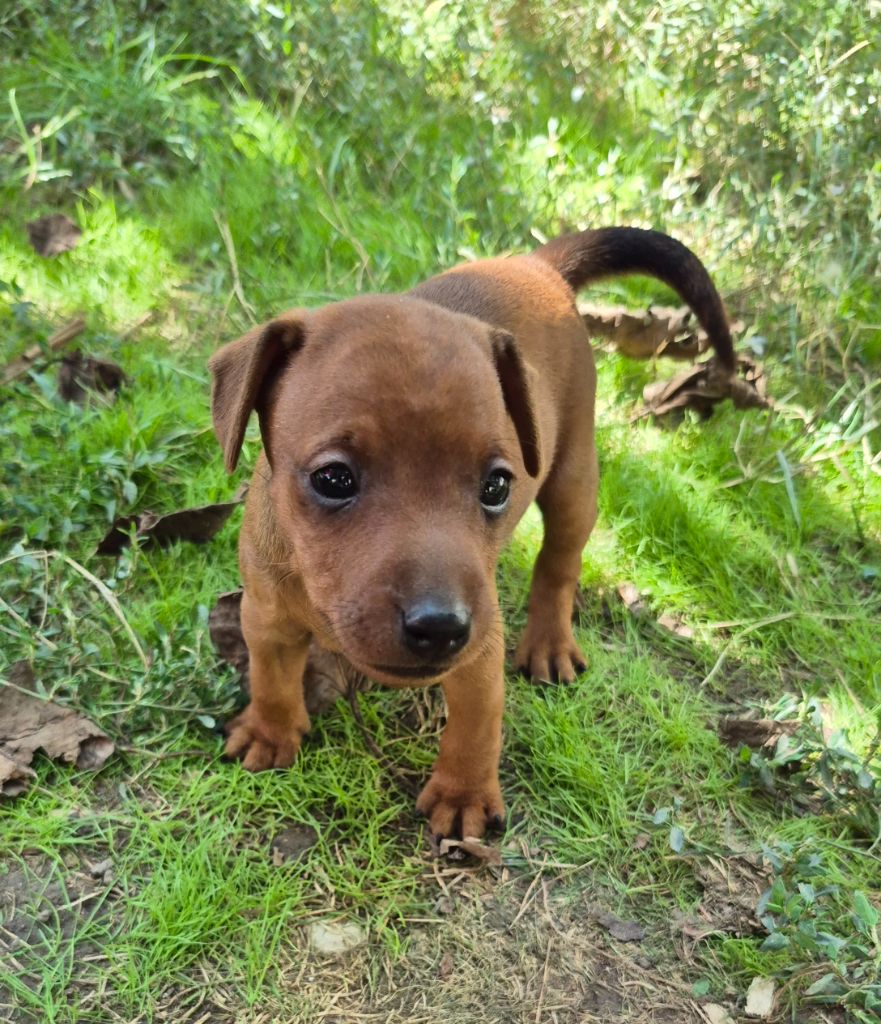D'Obreika - Chiots disponibles - Pinscher nain